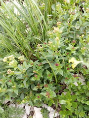 Galium valantioides