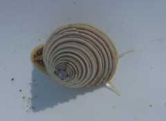 Calliostoma canaliculatum