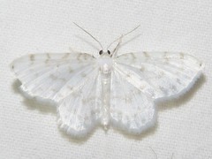 Hydrelia albifera