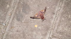Holocerina smilax