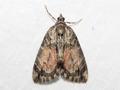 Hydriomena perfracta