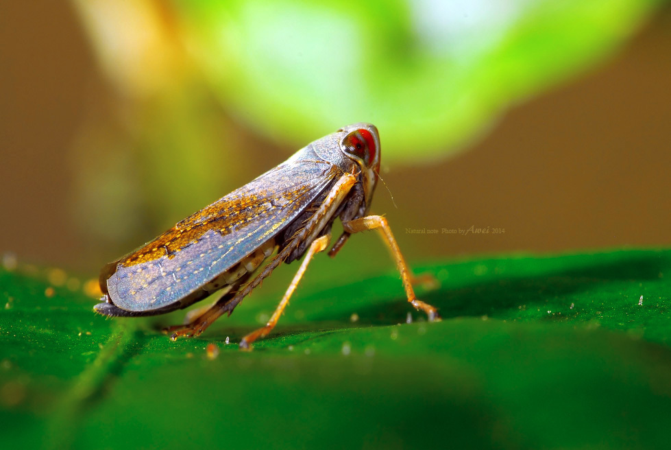 Calodia satsumensis