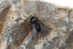 Usia forcipata