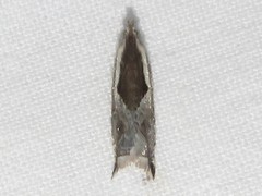 Ancylis sheppardana
