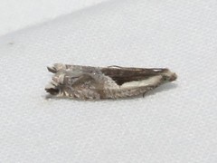 Ancylis sheppardana