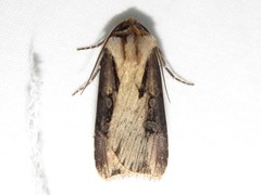 Agrotis volubilis