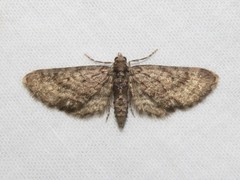 Eupithecia columbiata