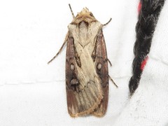 Agrotis volubilis