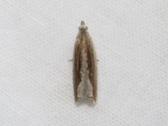 Ancylis goodelliana