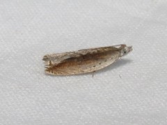 Ancylis goodelliana