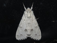 Acronicta innotata