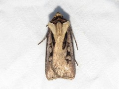 Agrotis volubilis