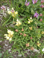 Scutellaria caucasica