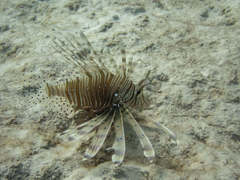 Pterois