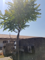 Ailanthus altissima