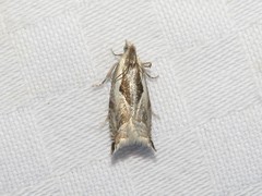 Ancylis sheppardana
