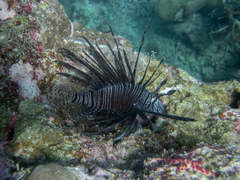 Pterois