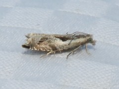 Ancylis sheppardana