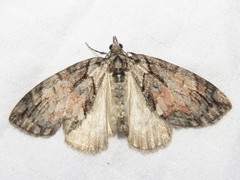 Hydriomena perfracta