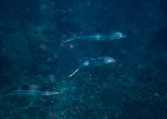 Elagatis bipinnulata