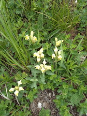 Scutellaria caucasica