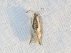 Ancylis sheppardana