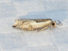 Ancylis sheppardana