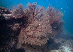 Melithaea ochracea