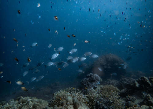 Highfin Chub — seen at this dive site