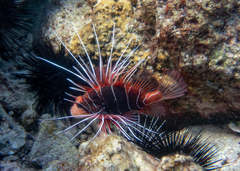 Pterois radiata