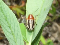 Pachybrachis bivittatus