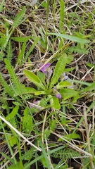 Viola gmeliniana