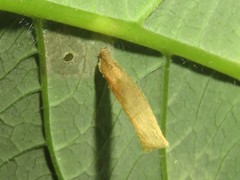 Coleophora cornella