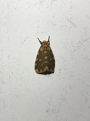 Miltochrista quadrilineata