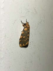 Miltochrista quadrilineata