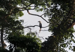 Berenicornis comatus