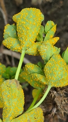 Melampsora helioscopiae