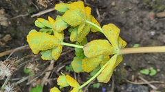 Melampsora helioscopiae