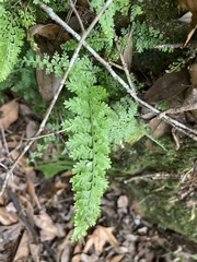 Asplenium × curtissii