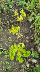 Melampsora helioscopiae