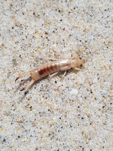 photo of Shore Earwig (Labidura riparia)