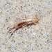 photo of Shore Earwig (Labidura riparia)