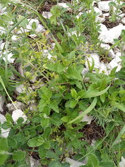Veronica peduncularis