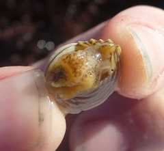 Calliostoma canaliculatum