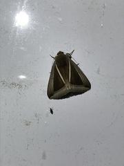 Chalciope alcyona