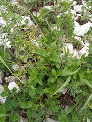 Veronica peduncularis