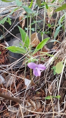 Viola dactyloides