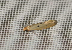 Tinea trinotella