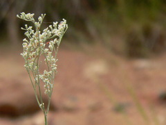 Micrantha