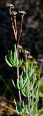 Lampranthus purpureus